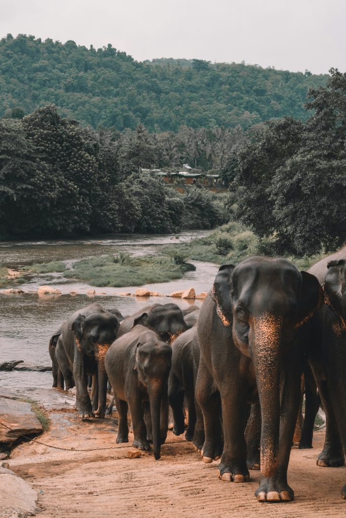 Galería de Sri Lanka