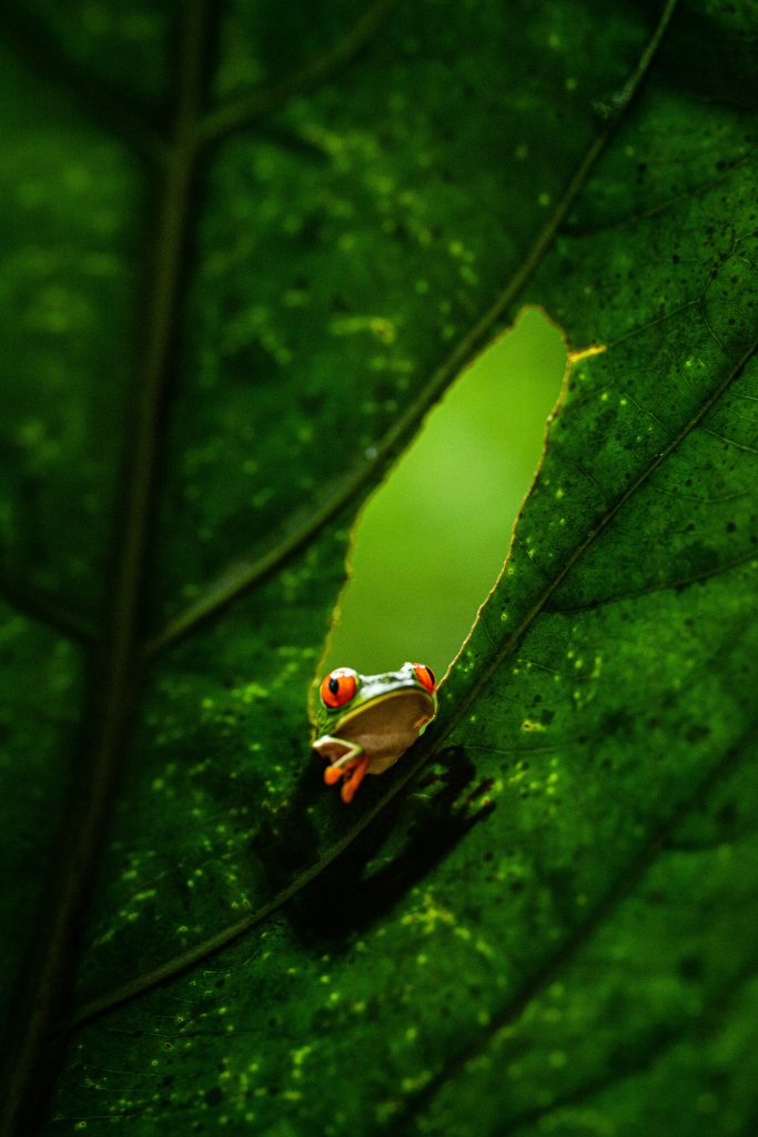 Galería de Costa Rica