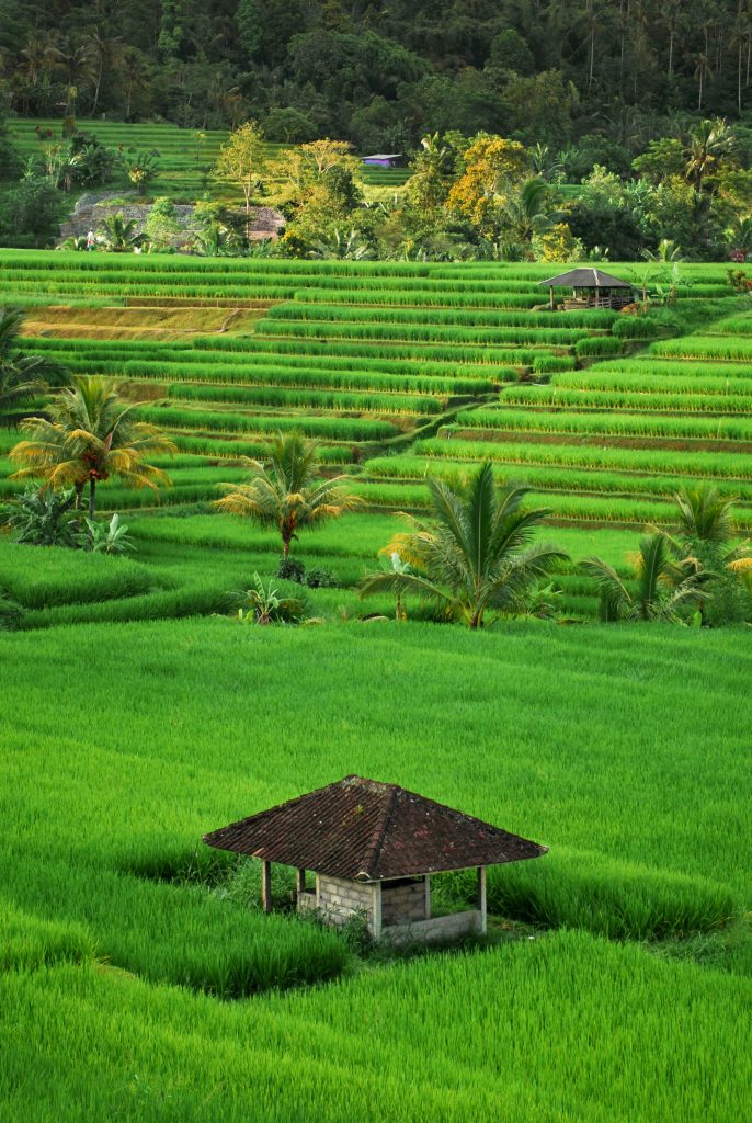 Galería de Indonesia