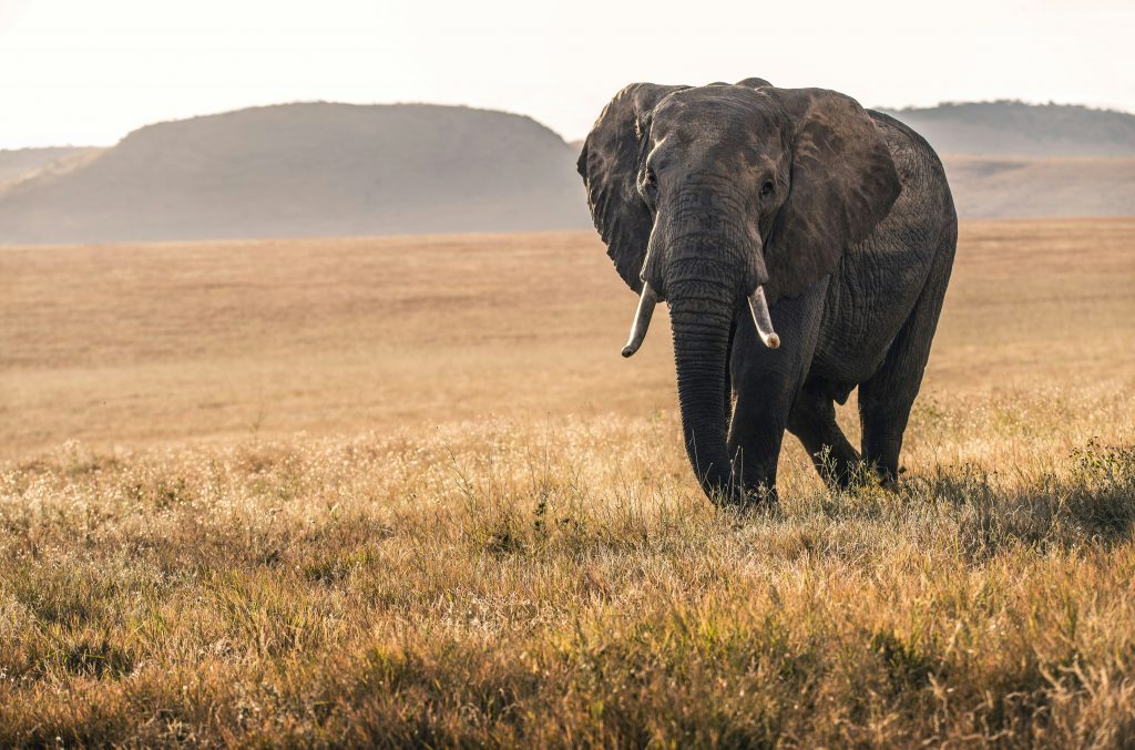 Galería de Kenia