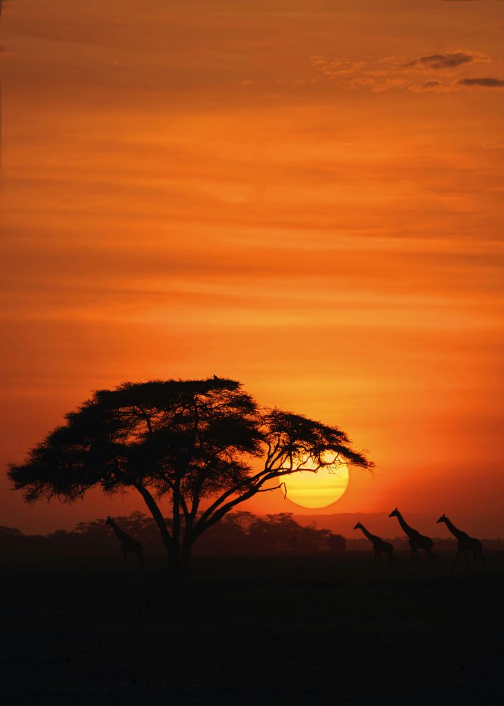 Galería de Kenia