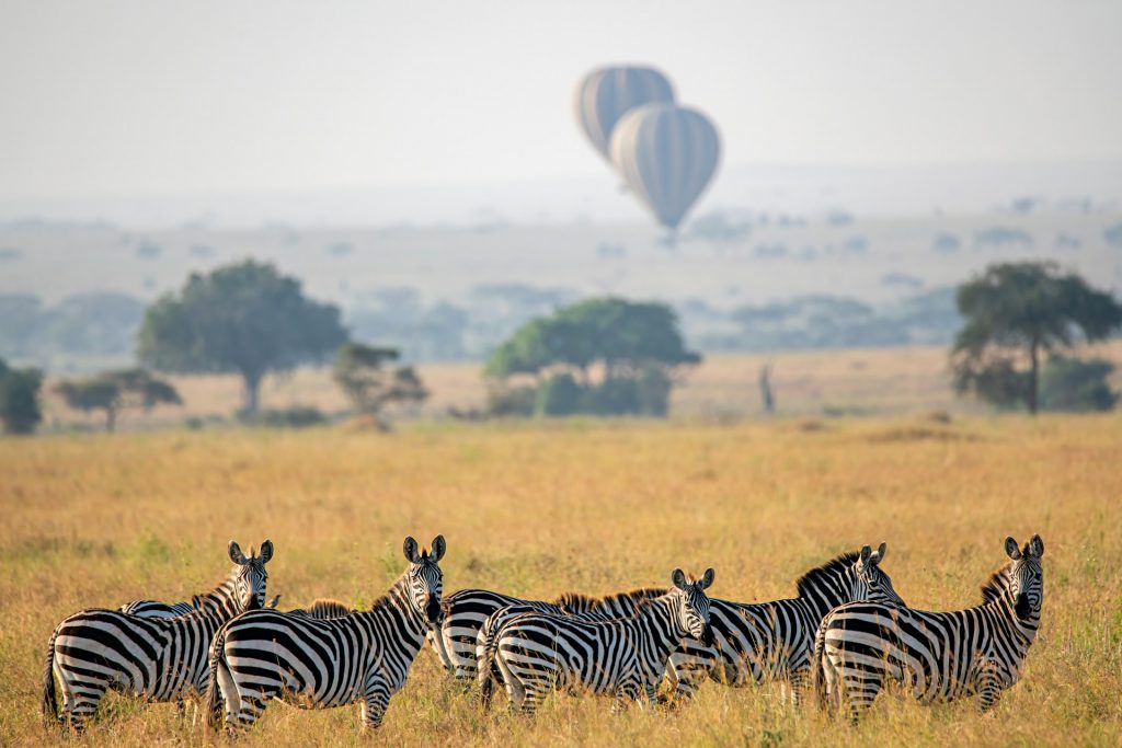 Galería de Paseo en Globo sobre el Serengeti al Amanecer en Tanzania