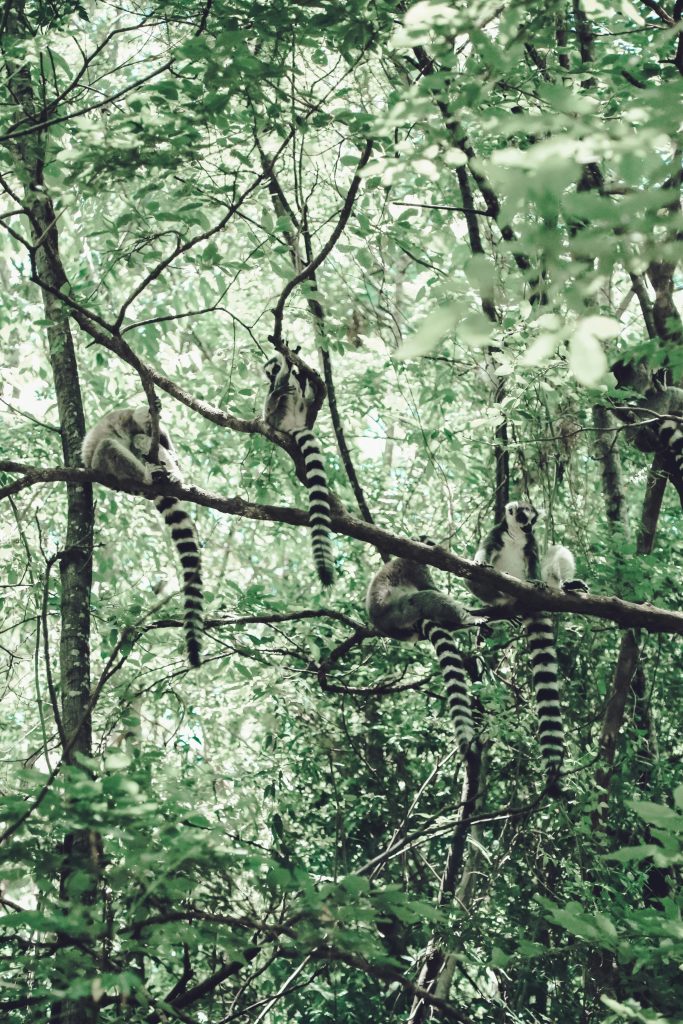 Galería de Madagascar