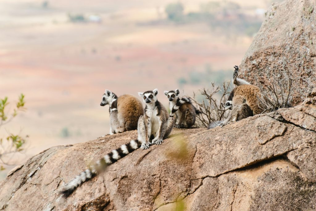 Galería de Madagascar