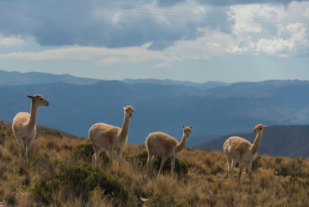 Galería de Argentina