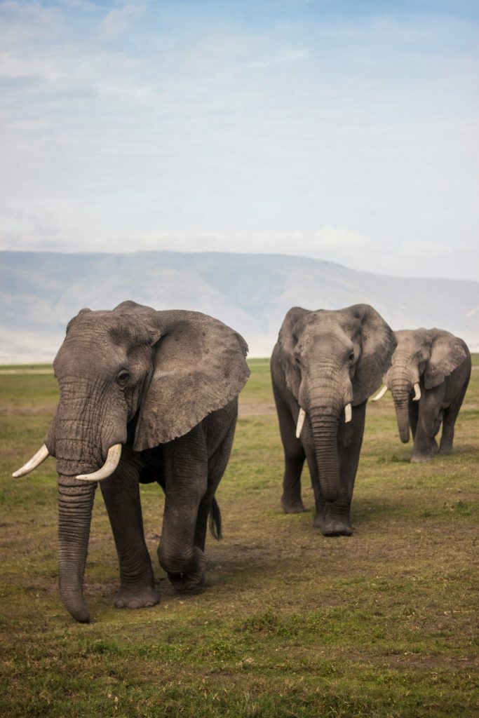 Galería de Tanzania