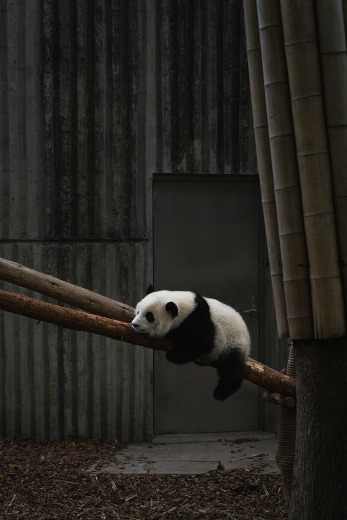Galería de China