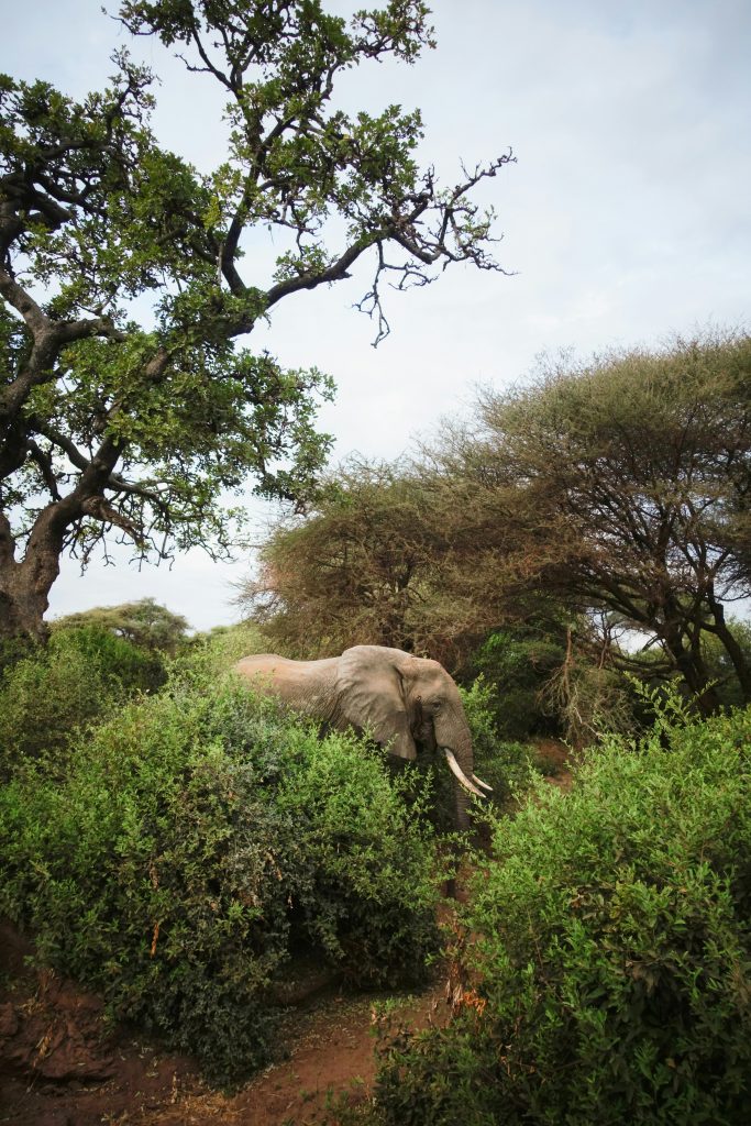 Galería de Tanzania
