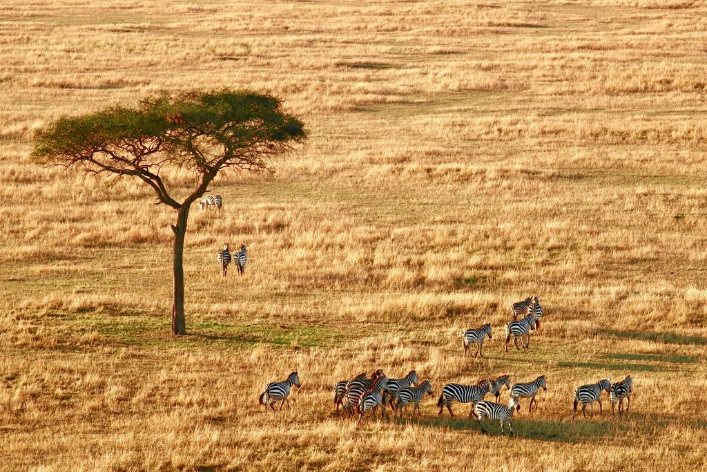 Galería de Tanzania