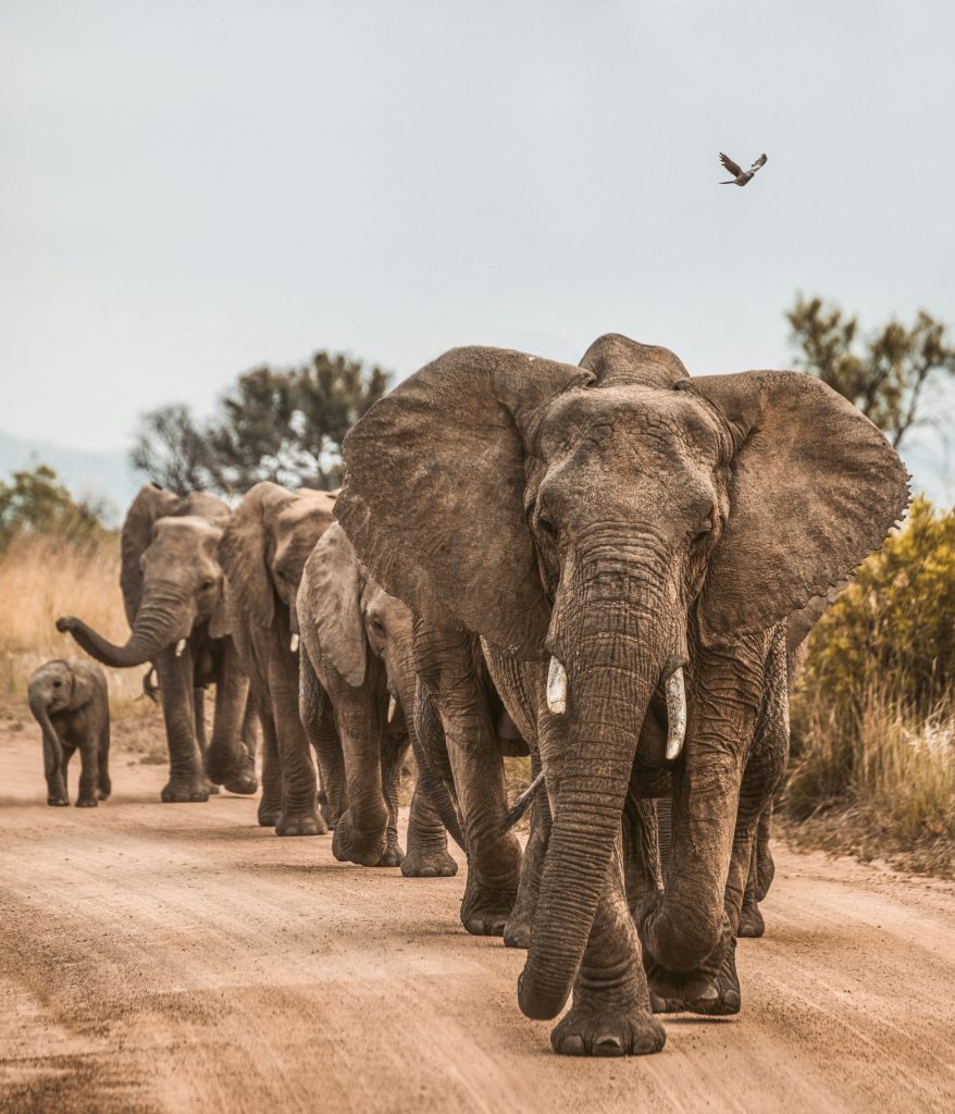 Galería de Sudáfrica