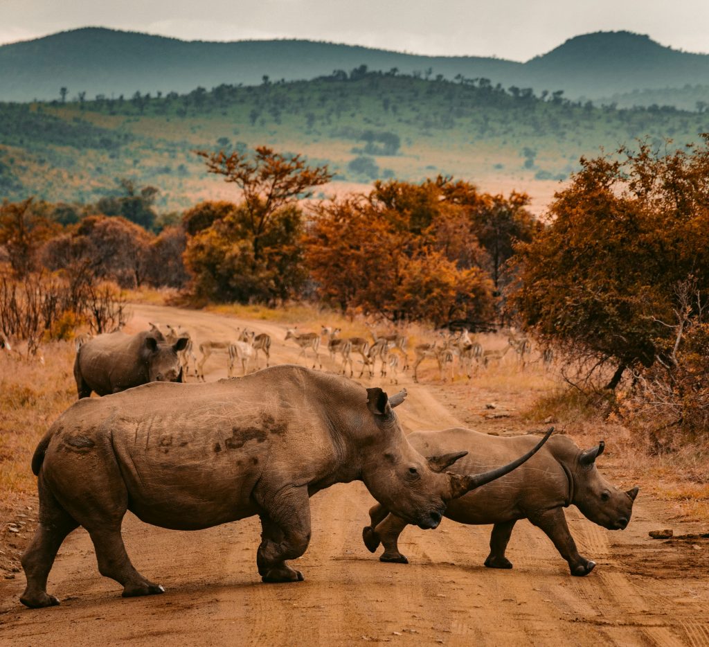 Galería de Sudáfrica