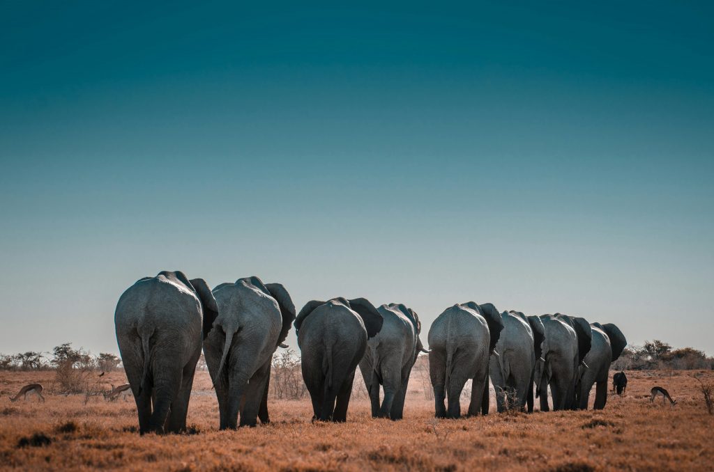Galería de Namibia
