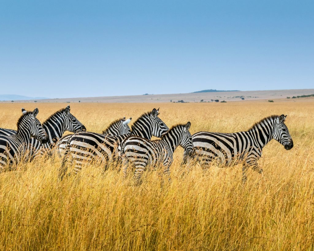 Galería de Kenia