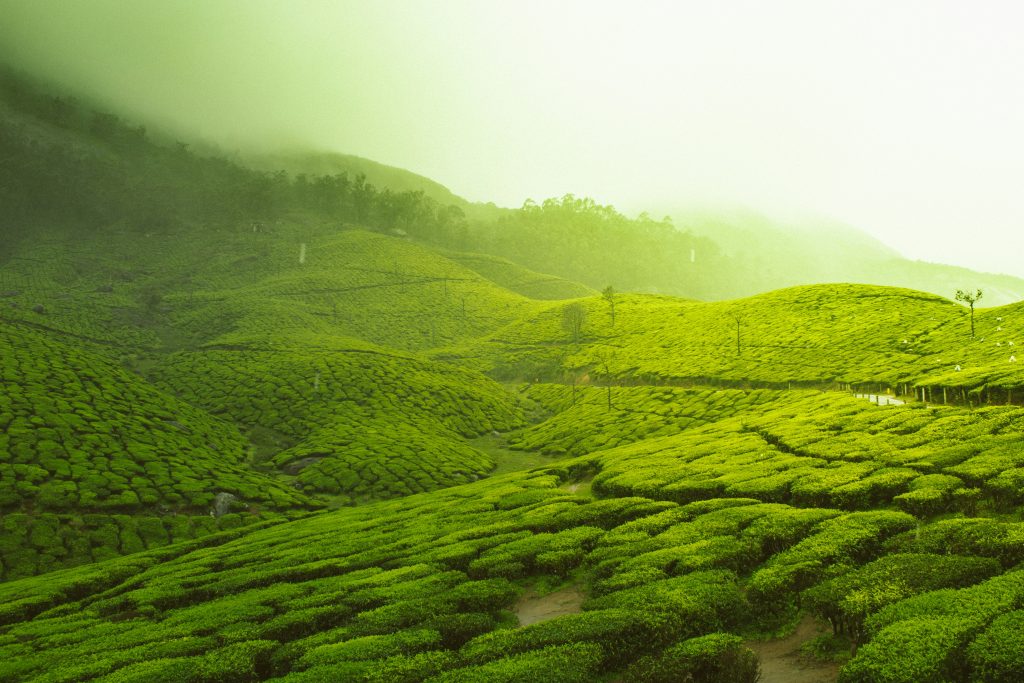 Galería de India