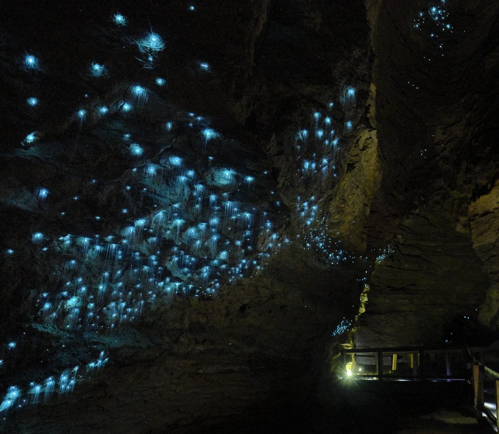 Galería de Explorar las Cuevas de Waitomo y sus Luciérnagas en Nueva Zelanda