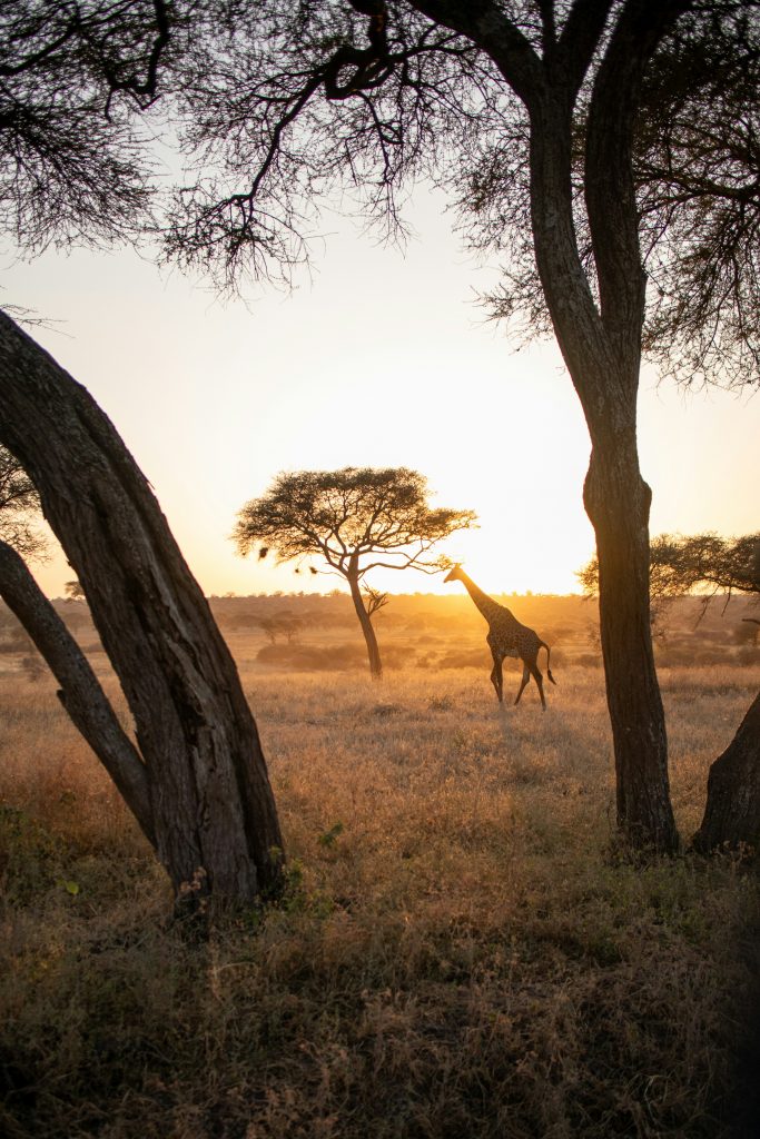 Galería de Tanzania