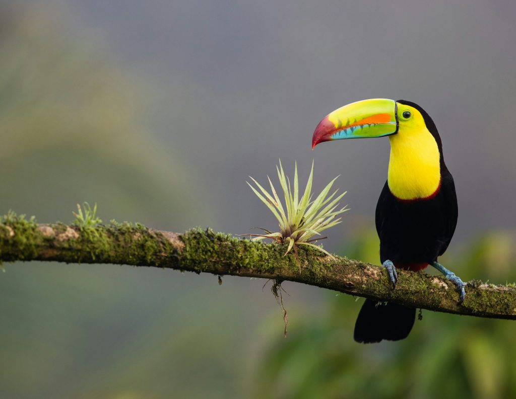 Galería de Costa Rica