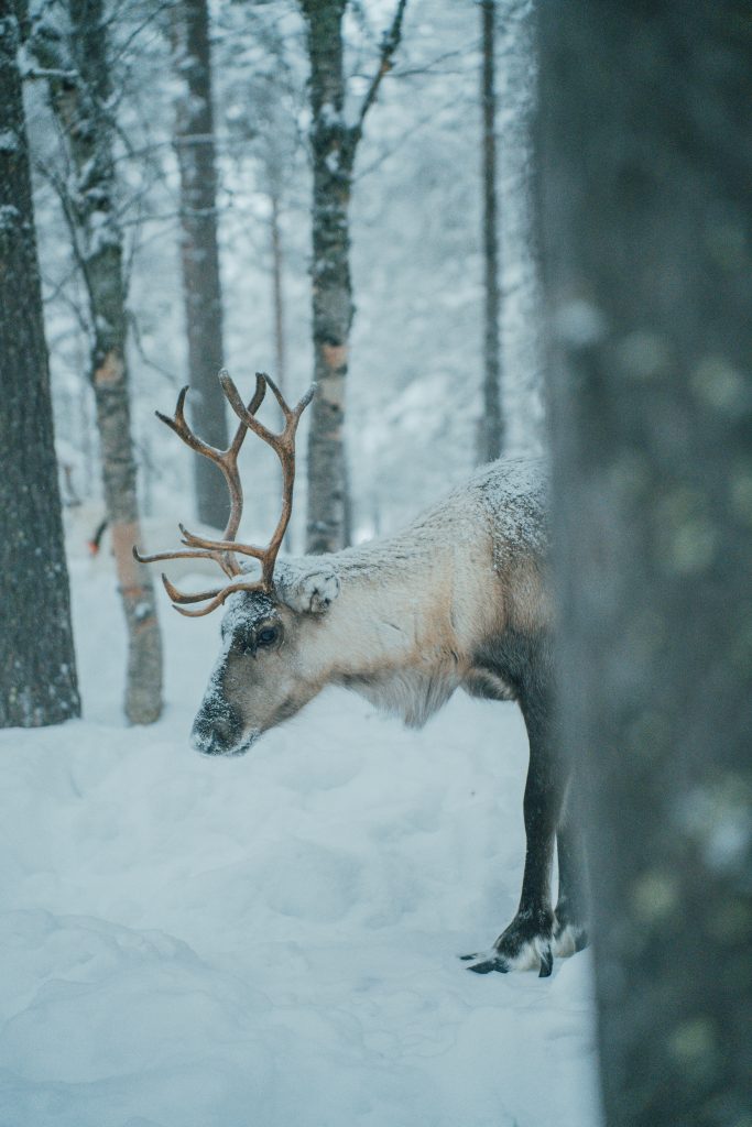 Galería de Suecia